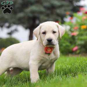 Beth, Yellow Labrador Retriever Puppy